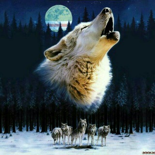 Telegram kanalining logotibi wolf_r1ce_sound — 🔥 Sam RaP 🔥
