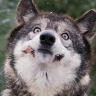 Логотип телеграм канала @wolf_woo — Подвывал волкам издалека