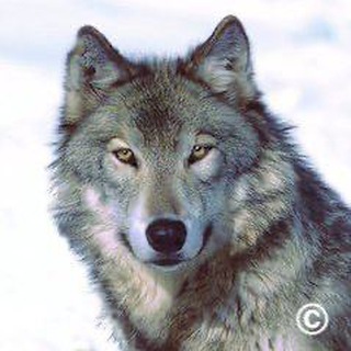 Logo des Telegrammkanals wolfswanderungen - Wolfswanderungen
