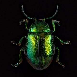 Логотип телеграм канала @world_beetles — Мир Насекомых 🪲