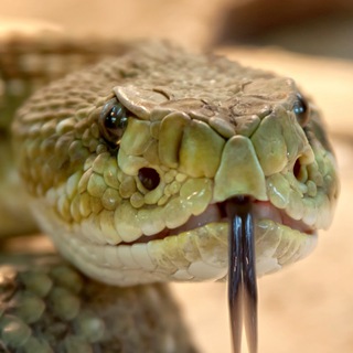Логотип телеграм канала @world_of_snakes — Мир змей / World of snakes