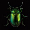 Логотип телеграм канала @world_beetles — Мир Насекомых 🪲
