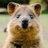 Логотип телеграм канала @writerquokka — Квокка что-то пишет