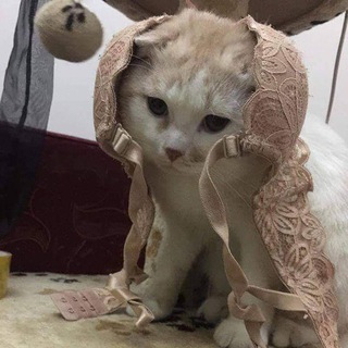 Логотип телеграм канала @wtfpost — wtfpost
