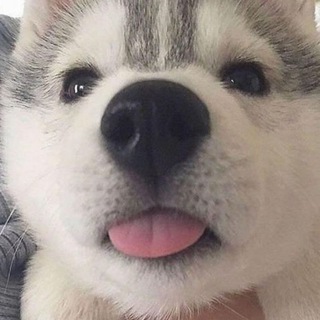 Логотип телеграм канала @wushuwang — 每日無數汪