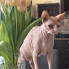 Логотип телеграм канала @ww8le — гадалка онлайн