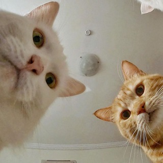 Логотип телеграм канала @wwwcats — 😸Котики и мемы😻