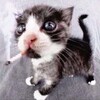 Логотип телеграм канала @x977owo — 977owo
