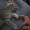 Логотип телеграм канала @xadiyaga_mushuklar — 🐾 Xadiya va arzon mushuklar 🐾