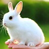 لوگوی کانال تلگرام xargosh — خرگوش🐇