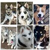 Telegram channel Kuchukchlar xaski va tekin kuchuk lar logo