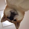 Логотип телеграм канала @xgerh — киберпонедельник уже здесь