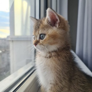 Логотип телеграм канала @xh_room — XH room