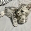 Логотип телеграм канала @xnawka — хнавка >