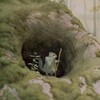 Логотип телеграм канала @xochuvles — хочу в лес
