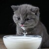 Логотип телеграм канала @xtvwine — Кефир, мемы.