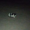 Логотип телеграм канала @xuyasial — Публичный шедевр