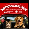 Логотип телеграм канала @xvostikiiii — ПЕРЕВОЗКА ХВОСТИКОВ