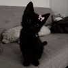 Логотип телеграм канала @xvwdejsc — сашк вещает🐈‍⬛