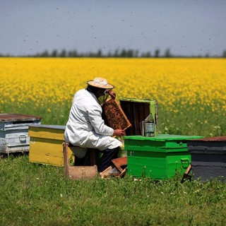 Логотип телеграм канала @ya_pchelovod — Я пчеловод!