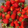 Логотип телеграм канала @yagoda_scorodumovka — Ягода из Скородумовки