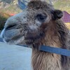 Логотип телеграм канала @yalta_zoo — Зоопарк «СКАЗКА» и Богдан