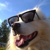 Логотип телеграм канала @yamaican — Yamaikanskiy Vog