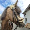 Логотип телеграм канала @yana_horse11 — Чисто моя жизнь