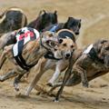 Telegram channel 🏆Yan DOGRACING 🏆 logo