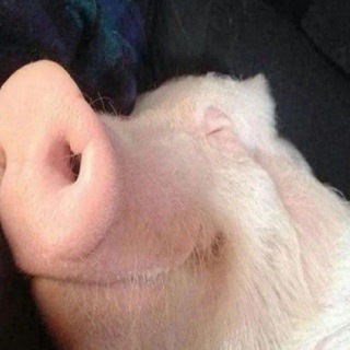 Логотип телеграм канала @yanemnogotupoy — •SH1NE и точка•