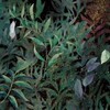 Логотип телеграм канала @yanetta_love2 — Нежное магическое 🌿18 