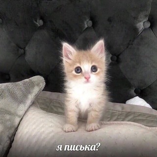 Логотип телеграм канала @yapis_ka — Мы? | Коты пикчи мемы