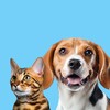 Логотип телеграм канала @yappypet — YAPPY PET