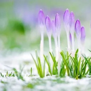 Логотип телеграм канала @yasno_viju — Психоэнергетические сессии. Твой расцвет 🌅🌹