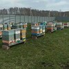 Логотип телеграм канала @yatsuk42 — Ваш! пчеловод.🐝 Яцук Денис🍯