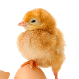 Логотип телеграм канала @yellow_chicken_picken — ЖЁЛТЫЙ ЧИКЕН-ПИКЕН 🐤
