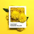 Logo of telegram channel yellow212 — 𝙔𝙚𝙡𝙡𝙤𝙬 💛🌼'