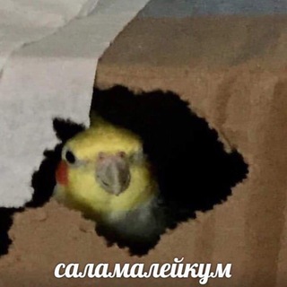 Логотип телеграм канала @yesmem1 — Yes, Mem!