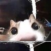 Логотип телеграм канала @yetanomi — ми ша