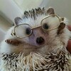 Логотип телеграм -каналу yijaki — hedgehogs everyday 🦔