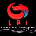 Logo saluran telegram yodharep — LELANG REPTIL INDONESIA (LRI)