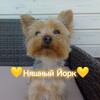 Логотип телеграм канала @york_molly — 💛Няɯный Йᴏᴩᴋ💛