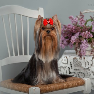 Логотип телеграм канала @yorkie_love — Yorkie&Love