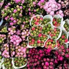 Логотип телеграм канала @youflorachina — Цветы из Китая YouFlora