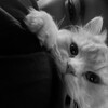 Логотип телеграм канала @youkissm1 — какашули😴💩