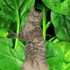 Логотип телеграм канала @youngshpinat — Молодой Шпинат