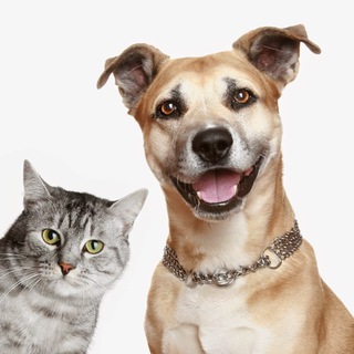 Логотип телеграм канала @youpets — Кошки и Собаки