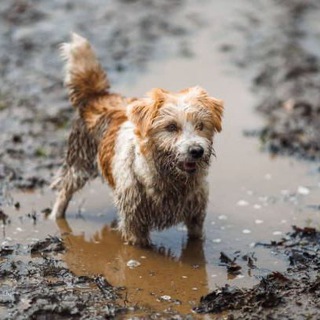 Логотип телеграм канала @your_pet_project — Твой пет проект