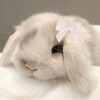 Логотип телеграм канала @yourcuteicons — ､ cute iconsㅤ ̸авы & темки ᵗ᷒ᰰ