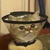 Логотип телеграм канала @yourmumspussyy — мемасы от вовасы, ивасы и святичека и иногда от алексансы и вновь от демасы